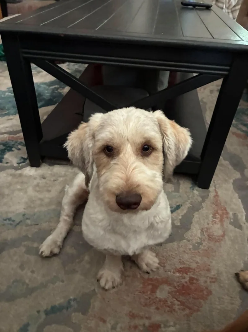 Albert thumbnail 3