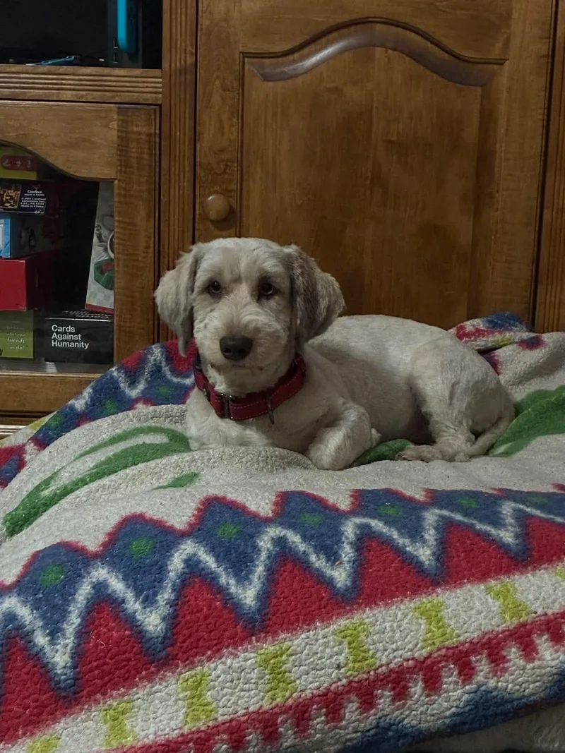 Albert thumbnail 6