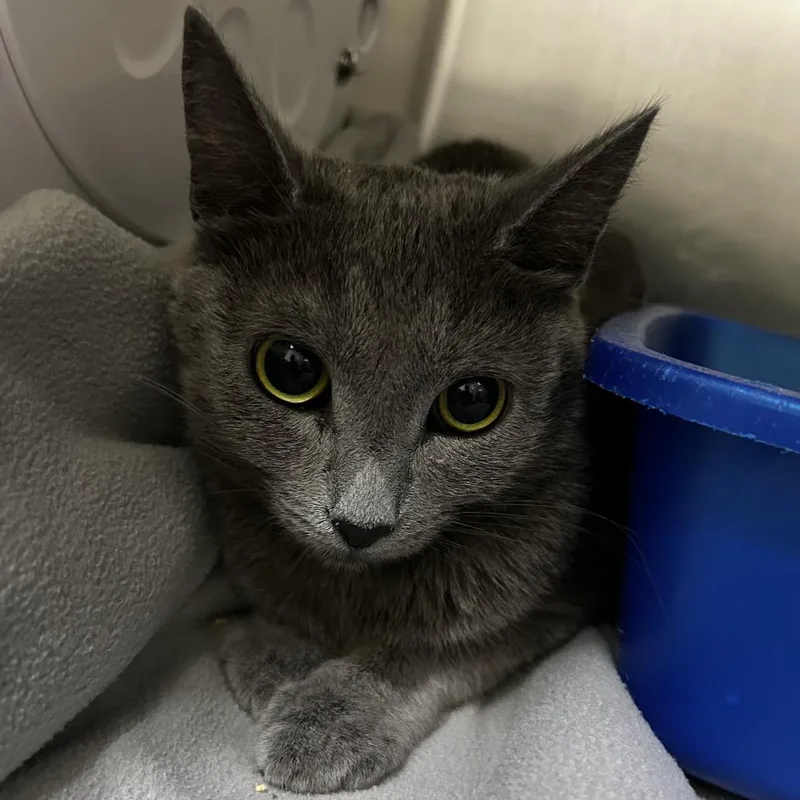 A young medium-sized female Gray / Blue / Silver Domestic Short Hair cat named Mitchie for adoption in Upland, CA
