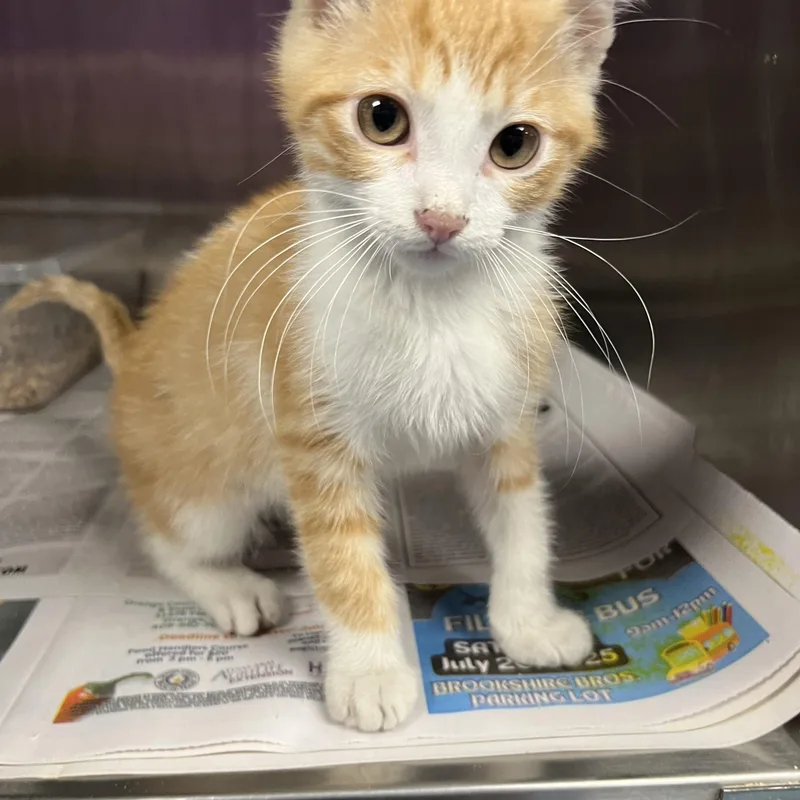 A baby large-sized male Orange / Red Domestic Short Hair cat named Charles for adoption in Gainesville, VA