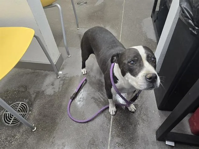 An adult large-sized female Pit Bull Terrier dog named Adella for adoption in Mesa, AZ