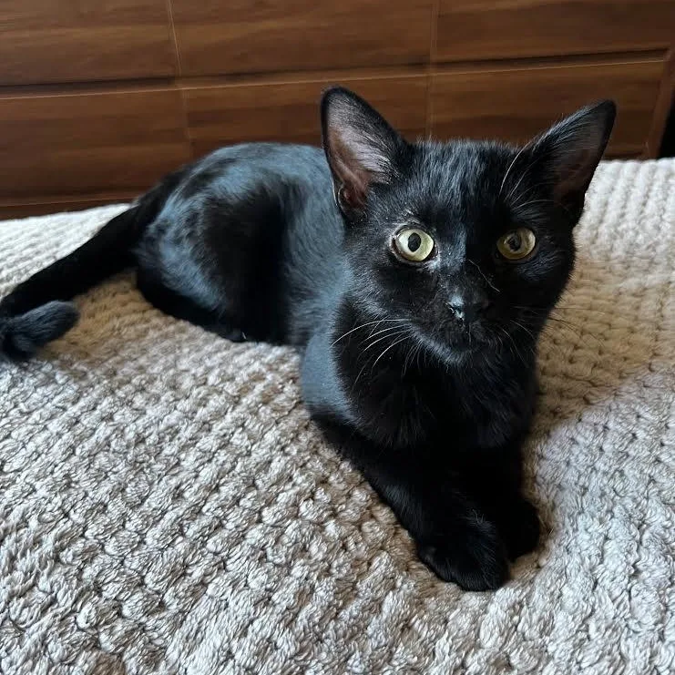 A baby small-sized male Black Domestic Short Hair cat named Chet Faller for adoption in Morrison, CO
