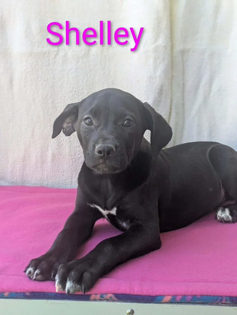 Shelley