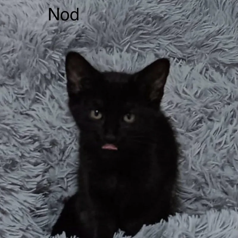 Nod
