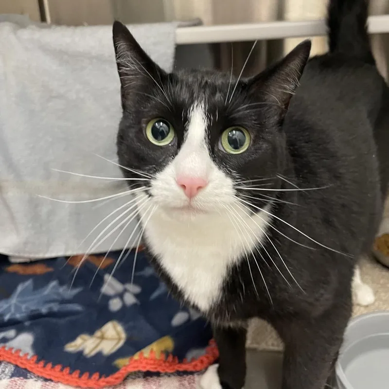 An adult large-sized female Black Domestic Short Hair cat named Luna for adoption in Warwick, RI