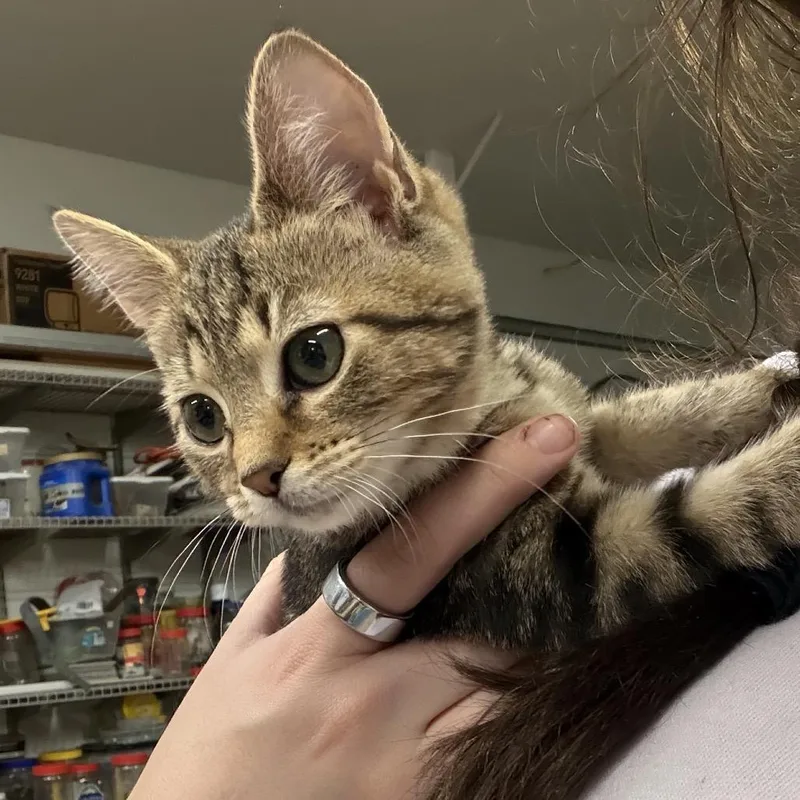 A baby small-sized female Domestic Short Hair cat named Pineapple for adoption in Ringtown, PA