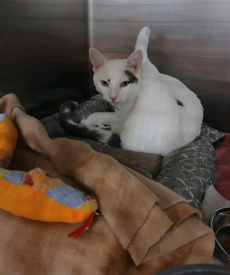 An adult medium-sized male White Domestic Short Hair cat named Mason for adoption in Philadelphia, PA