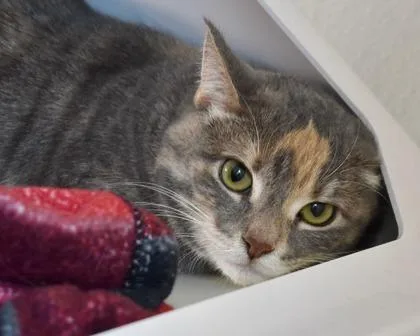 An adult small-sized female Domestic Short Hair cat named Sireah for adoption in West Seneca, NY