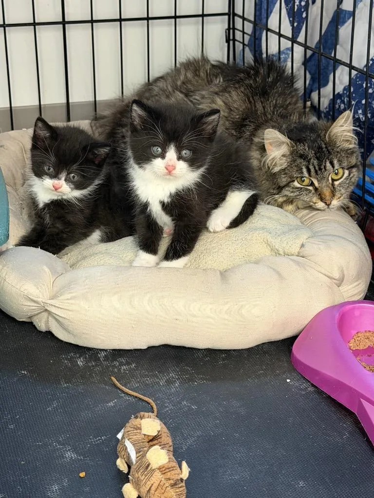 A young large-sized female Domestic Long Hair cat named Kreme for adoption in Glenfield, NY