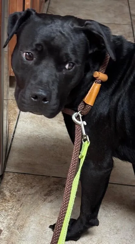 An adult medium-sized female Black Mixed Breed dog named Michele for adoption in Cincinnati, OH
