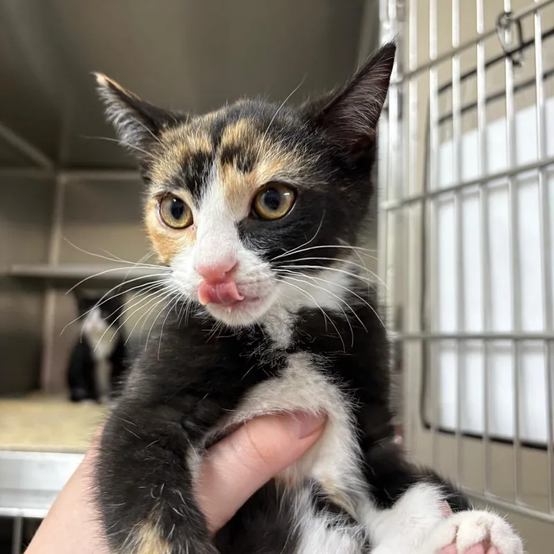 Calendula thumbnail 2