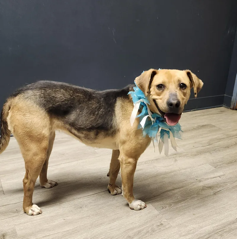 A young medium-sized female Tricolor (Brown, Black, & White) Terrier dog named Duchess Don't Even for adoption in Mansfield, OH
