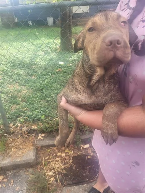 A young medium-sized female American Staffordshire Terrier dog named Sadie for adoption in San Antonio, TX