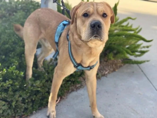 Cooper