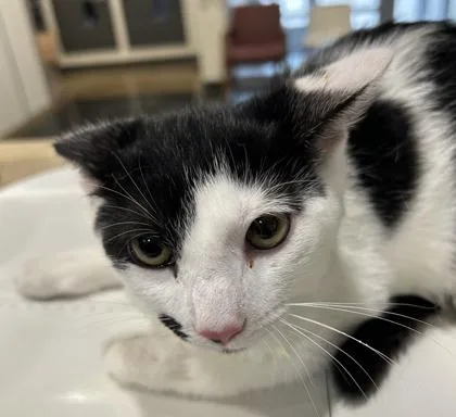 A baby small-sized male Domestic Short Hair cat named Moomoo for adoption in Cincinnati, OH