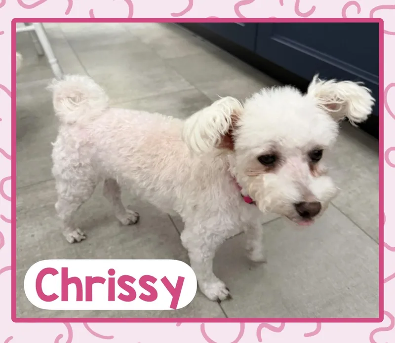 An adult small-sized female White / Cream Maltese dog named Chrissy for adoption in Fort Wayne, IN