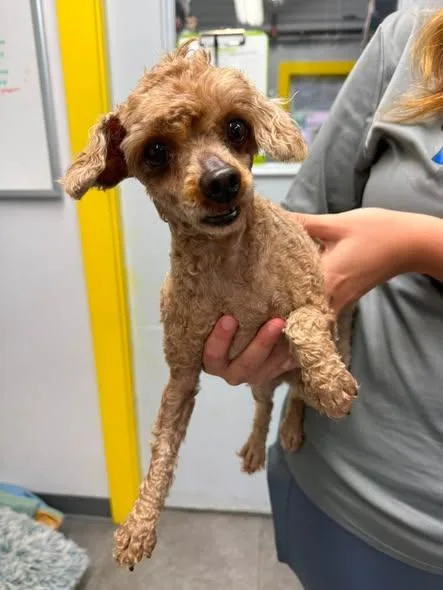 An adult small-sized male Red / Chestnut / Orange Miniature Poodle dog named Chip for adoption in Delhi, NY