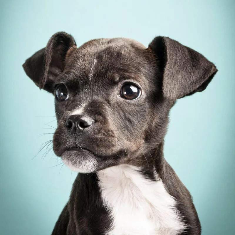 An adult medium-sized female Mixed Breed dog named Ash for adoption in Cumming, GA