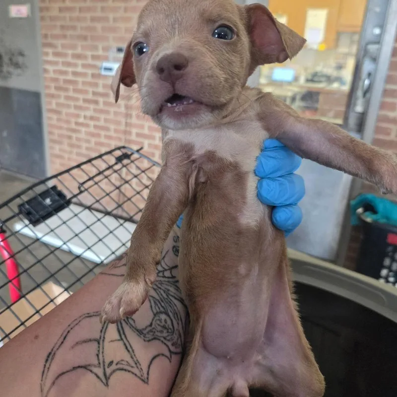 A baby small-sized female Pit Bull Terrier dog named Jelly for adoption in Birmingham, AL