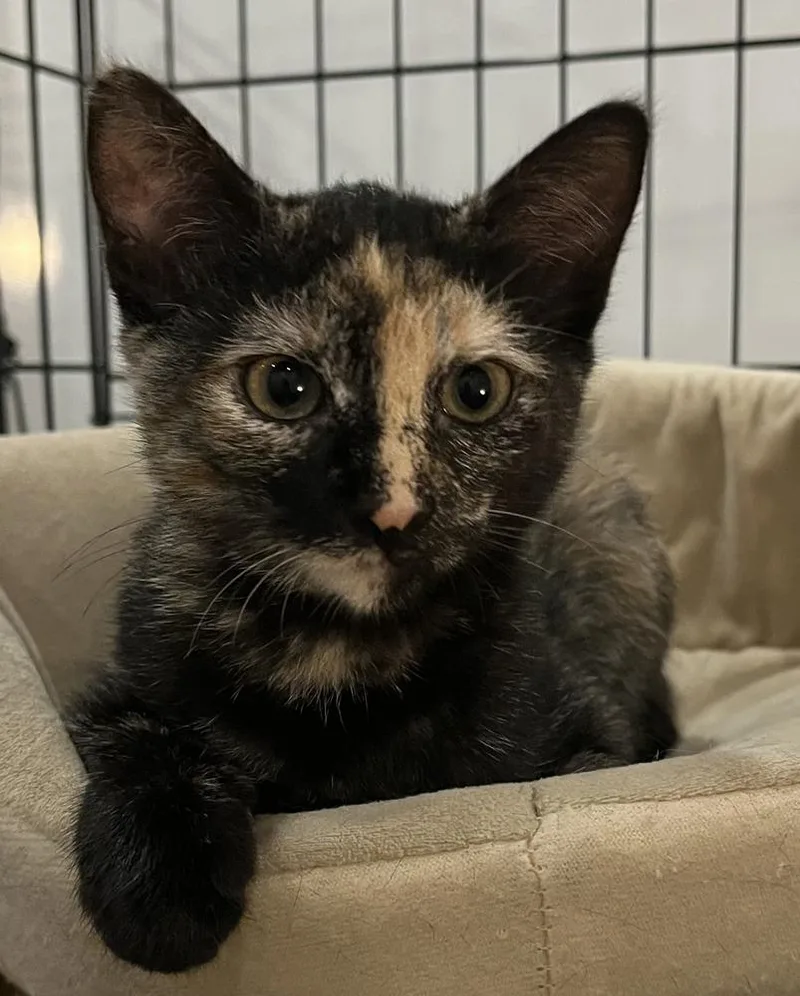 A baby small-sized female Gray / Blue / Silver Domestic Short Hair cat named Rachel w Phoebe for adoption in Duxbury, MA