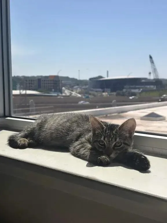 A baby small-sized male Domestic Short Hair cat named Piglet for adoption in Grand Rapids, MI