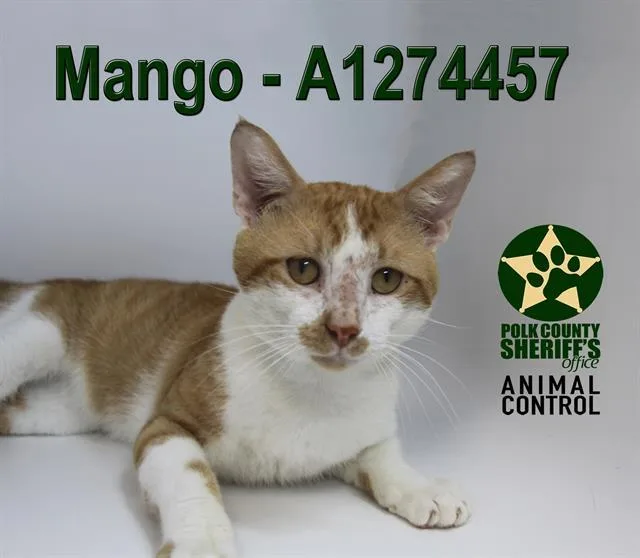 Mango