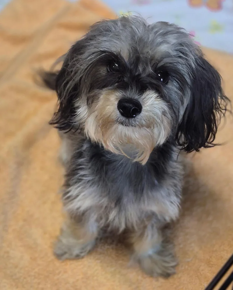 An adult small-sized female Maltipoo dog named Sadie for adoption in Los Angeles, CA