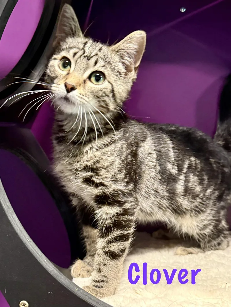 A baby medium-sized female Tabby (Brown / Chocolate) Domestic Short Hair cat named Clover for adoption in Frewsburg, NY