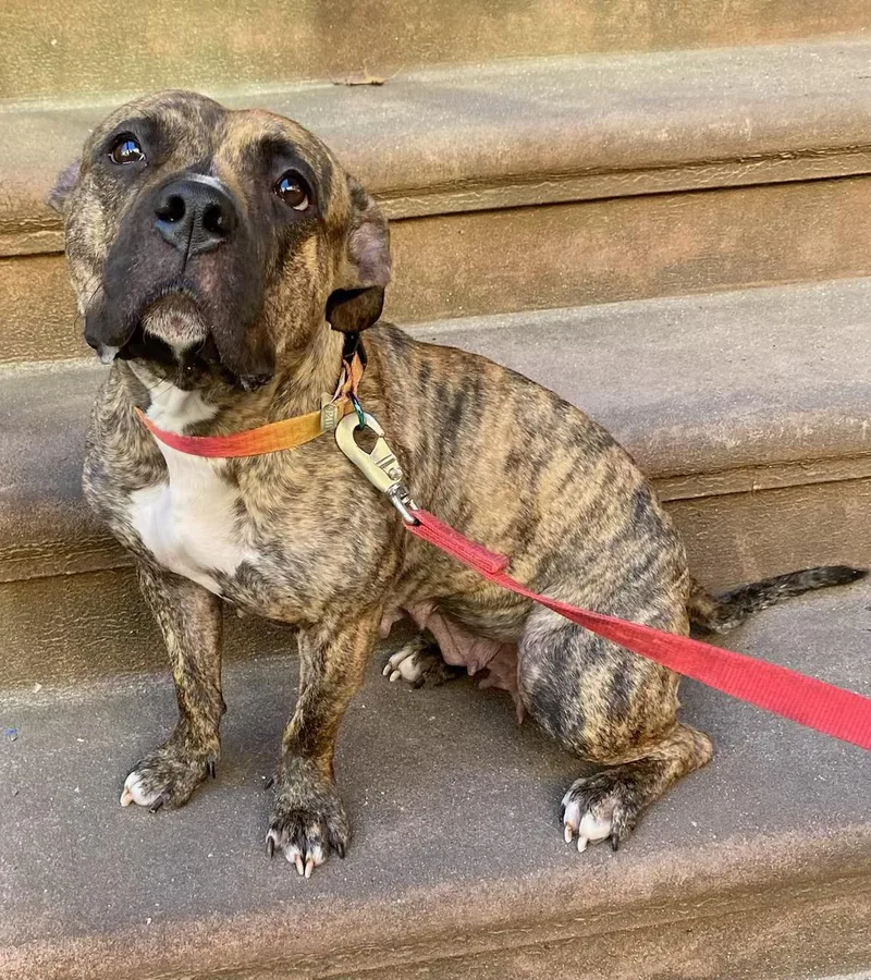 An adult medium-sized female Brindle Pit Bull Terrier dog named Lil Mama for adoption in New York, NY