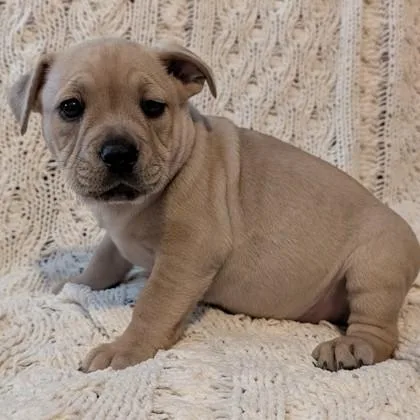 Finn Evergreen thumbnail 2