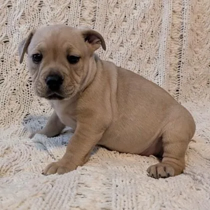 Finn Evergreen thumbnail 3