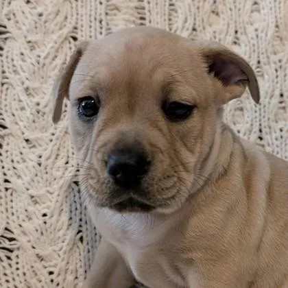 Finn Evergreen thumbnail 4