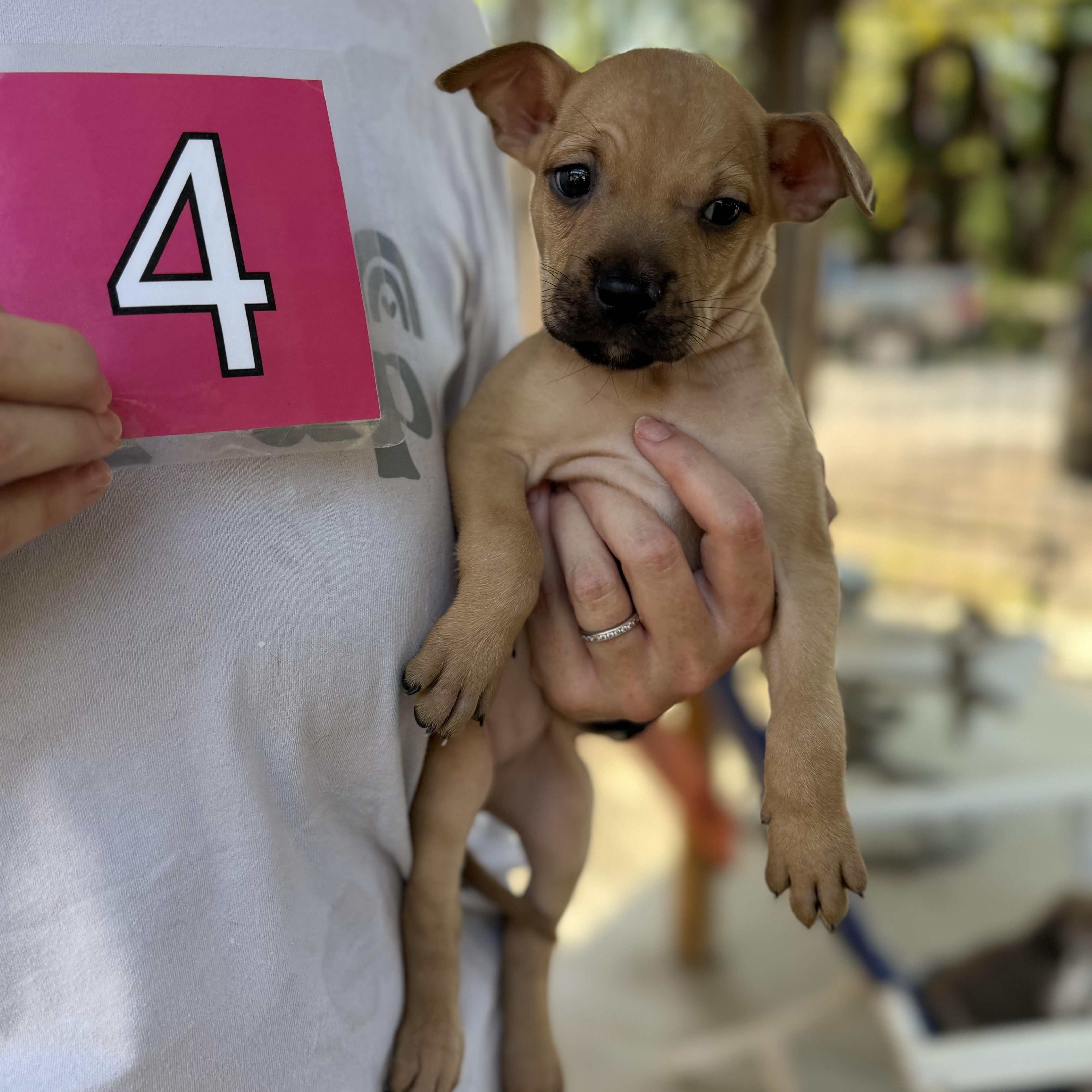 A baby medium-sized female Apricot / Beige Pit Bull Terrier dog named Carolina for adoption in Hamilton , NJ