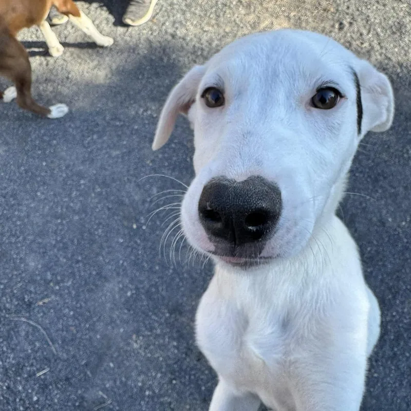 A baby small-sized male White / Cream Terrier dog named Mars for adoption in Quakertown, PA