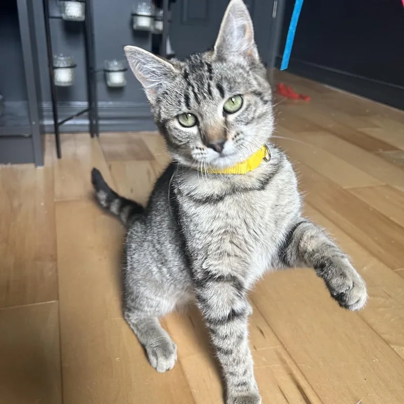 A baby small-sized female Brown / Chocolate Domestic Short Hair cat named Matilda for adoption in Philadelphia, PA