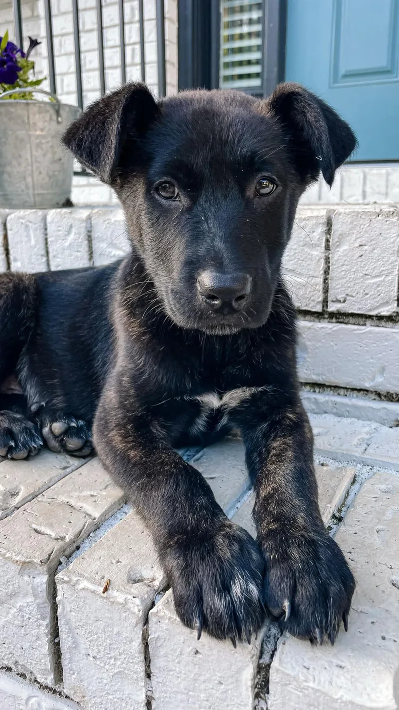 A baby small-sized male Dutch Shepherd dog named Balou for adoption in Winder, GA
