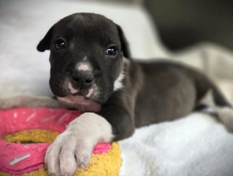 A baby small-sized male Pointer dog named Nemian for adoption in Los Angeles, CA