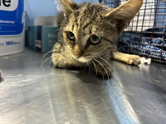 A baby small-sized female Domestic Short Hair cat named Genevieve for adoption in San Bernardino, CA
