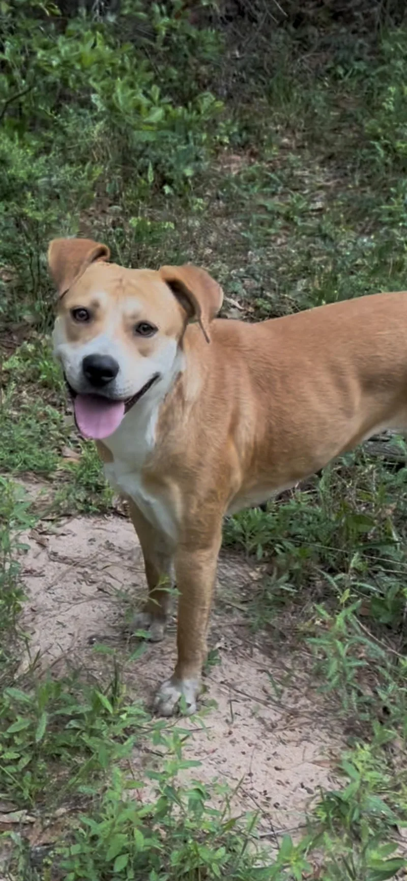 A young medium-sized female American Staffordshire Terrier dog named Gretchen for adoption in conroe, TX