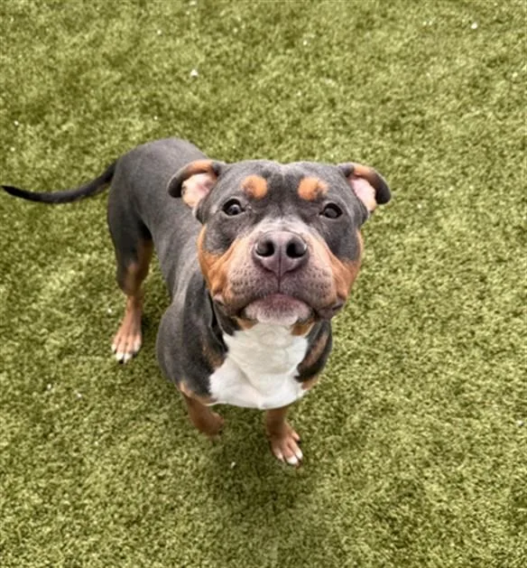 A young large-sized male Pit Bull Terrier dog named Gemini for adoption in Toledo, OH