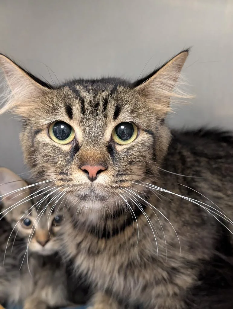 A young medium-sized female Domestic Short Hair cat named Samoa for adoption in Defiance, OH
