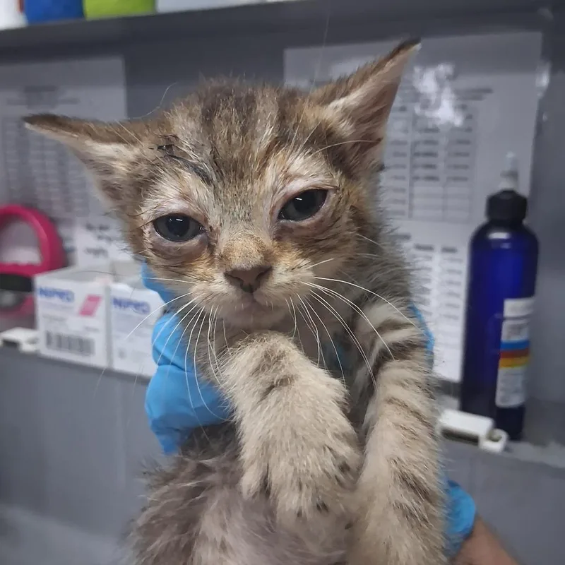 A baby small-sized female Brown / Chocolate Domestic Short Hair cat named Bernadette for adoption in Summerville, SC