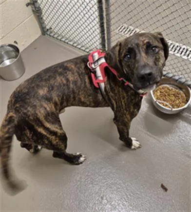 A young large-sized male Labrador Retriever dog named Clover for adoption in Hagerstown, MD