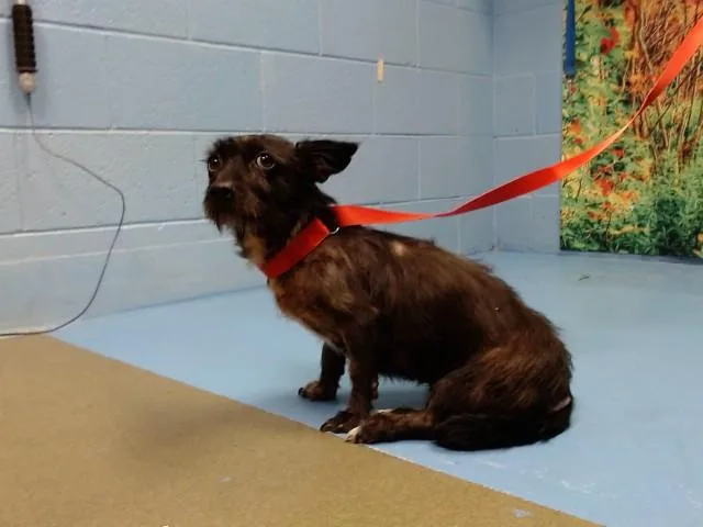 An adult small-sized female Terrier dog named Nina for adoption in Moreno Valley, CA