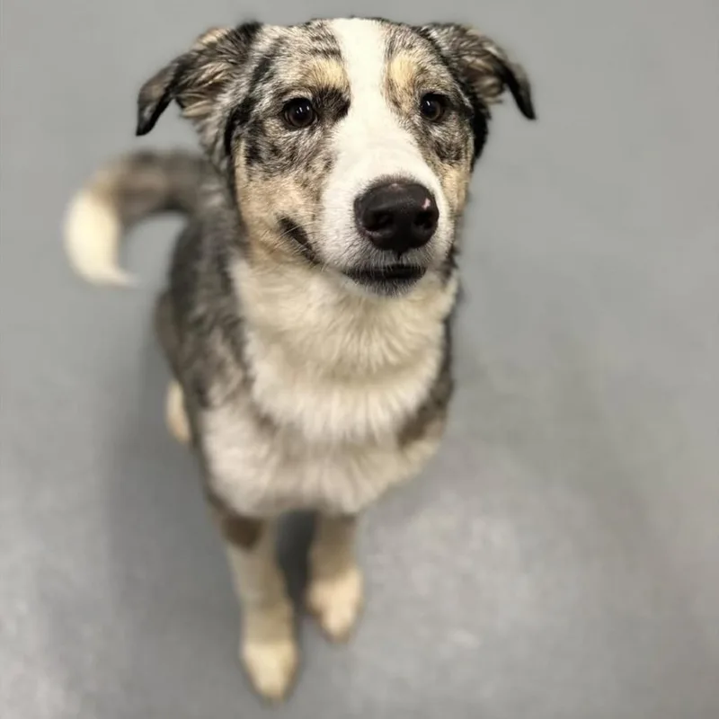 Archie