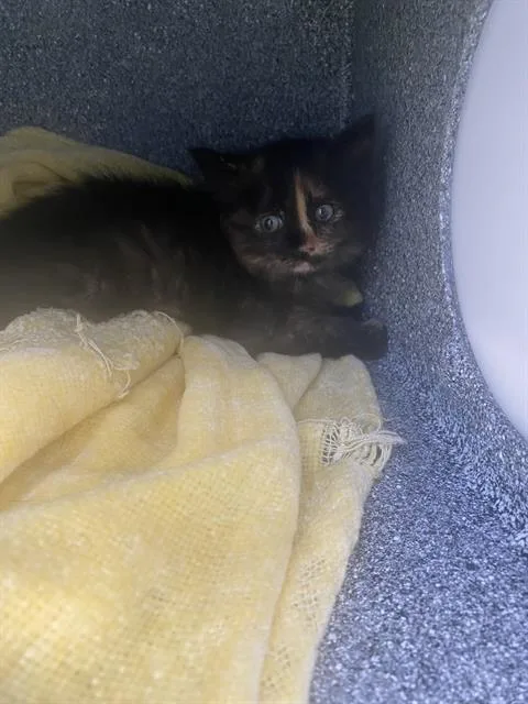 A baby small-sized female Domestic Short Hair cat named Tigger for adoption in Dallas, TX