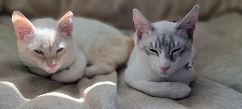 A young medium-sized male Domestic Short Hair cat named Ritchie for adoption in Dixon, CA