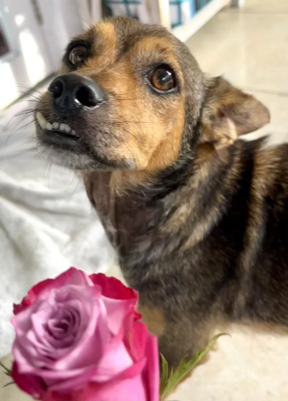 An adult small-sized male Dachshund dog named Franco for adoption in Manassas, VA