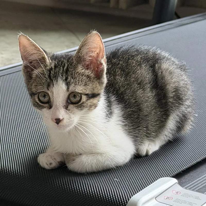 A baby small-sized female Gray / Blue / Silver Domestic Short Hair cat named Leah for adoption in Houston, TX