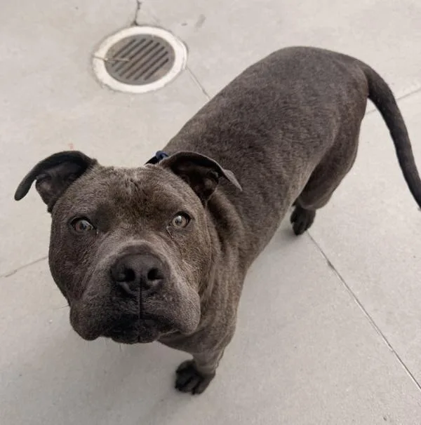 A young large-sized male Pit Bull Terrier dog named Apollo for adoption in Monterey, CA